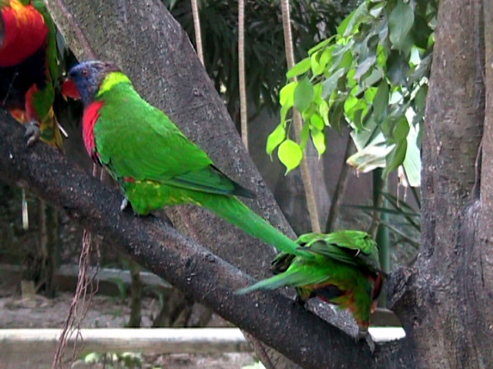 21a - Jardin Tropical 015.jpg